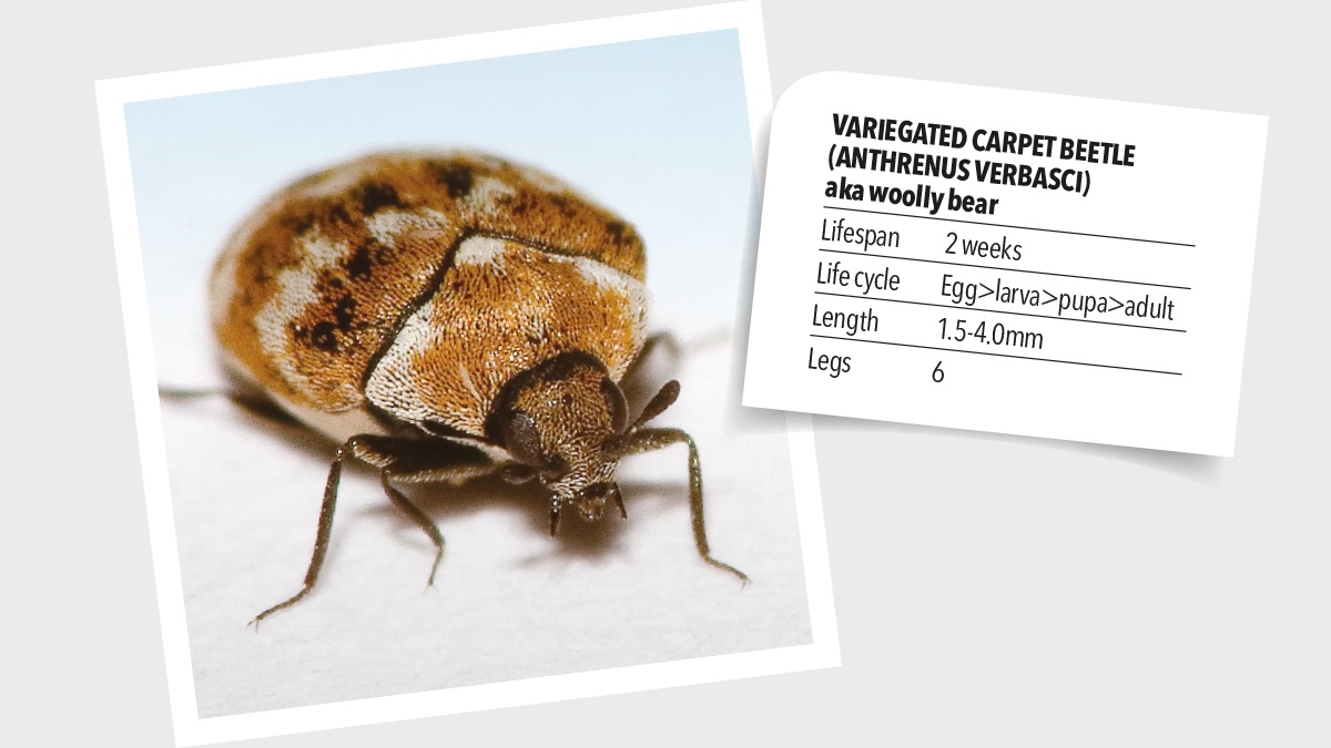Variegated carpet beetles Variegated carpet beetles